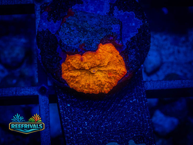 ECC Jawbreaker Mushroom WYSIWYG coral image | ReefRivals ECC Jawbreaker Mushroom coral image from ReefRivals, listed as Discosoma sp. and Mushrooms