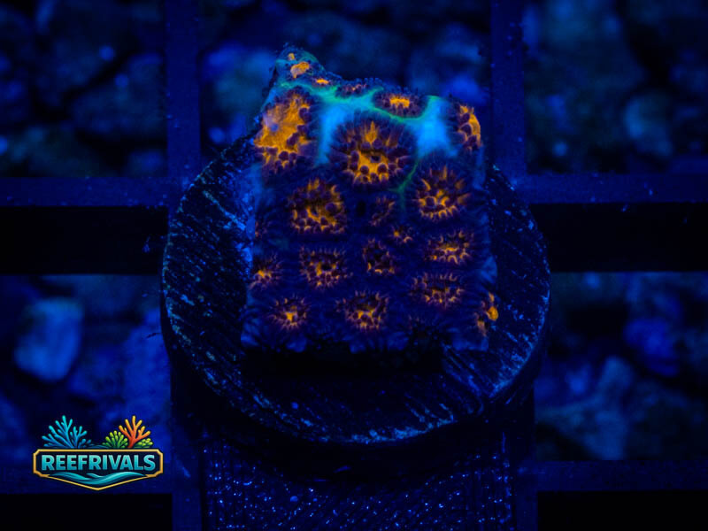 QCC Bizarro Cyphastrea coral image from ReefRivals, listed as Cyphastrea sp. and Encrusting