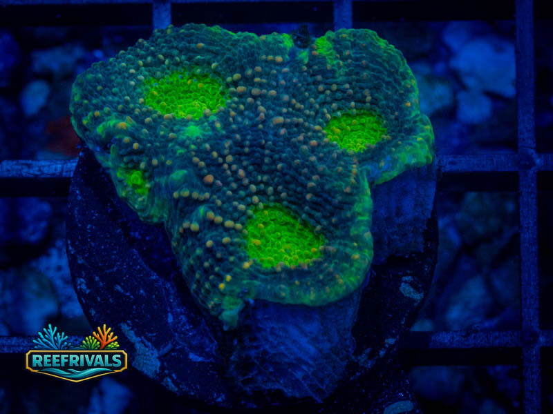 RVL Green Goblin Acan Enchinata coral image from ReefRivals, listed as Micromussa sp. and Acans