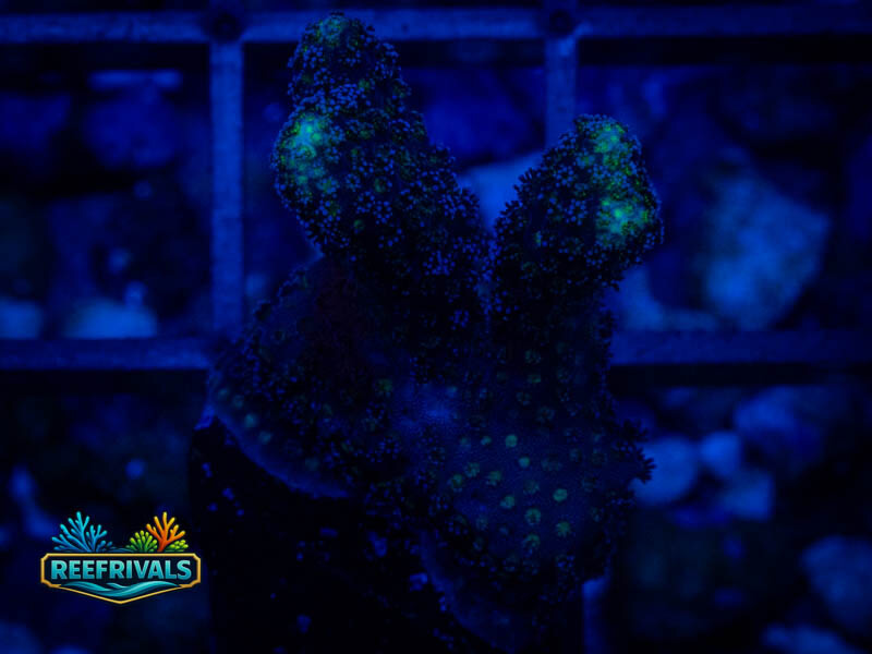TSA Blueberry Stylo coral image from ReefRivals, listed as Stylocoeniella spp. and SPS Plating