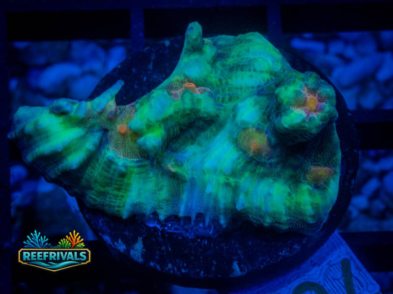 TG Candy Corn Chalice coral image from ReefRivals, listed as Echinophyllia sp. and Chalices