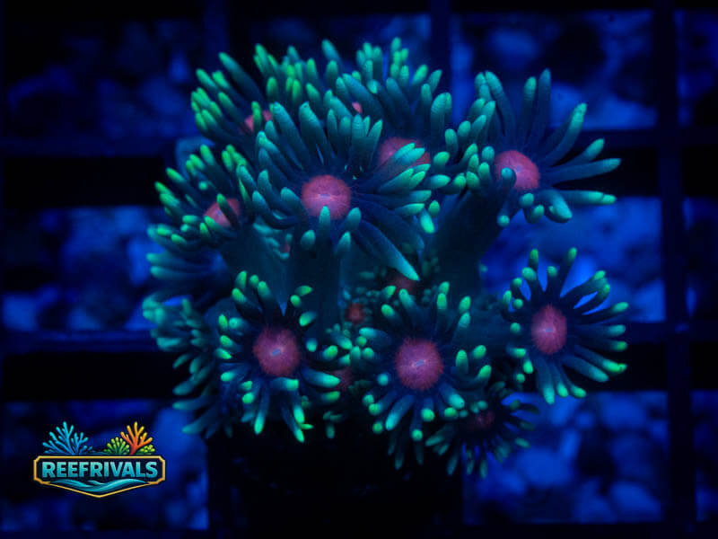 WWC North Star Goni coral image from ReefRivals, listed as Goniopora sp. and Gonis