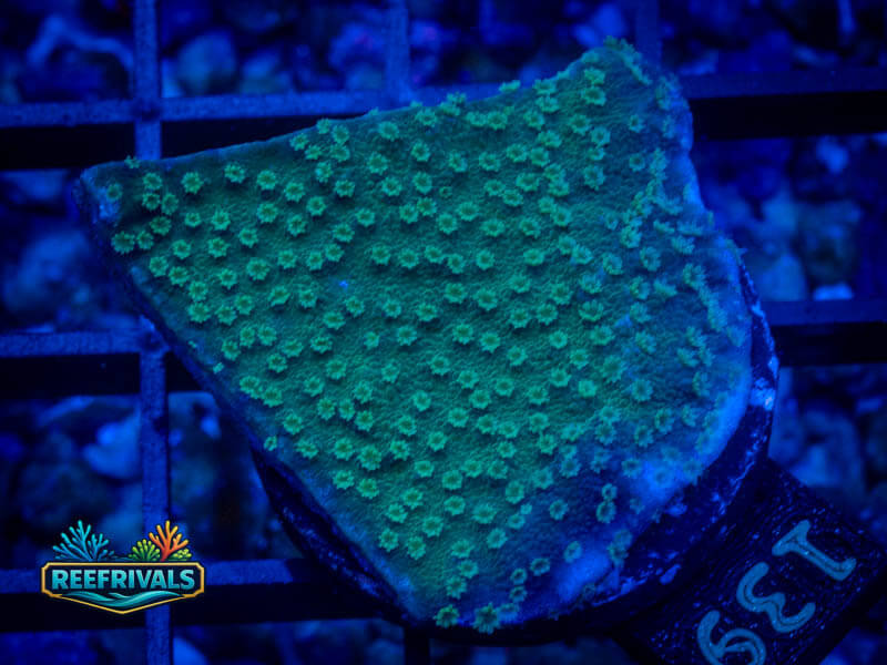 RVL Avocado Green Monti coral image from ReefRivals, listed as Montipora sp. and Montis