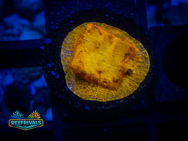 RVL 24K Lepto Lepto coral image from ReefRivals, listed as Leptoseris sp. and Encrusting
