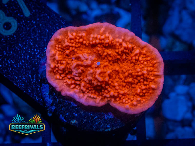 RVL Red Monti Cap coral image from ReefRivals, listed as Montipora sp. and Montis