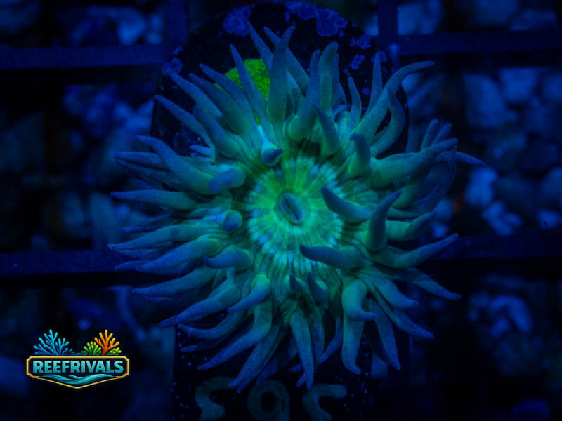 RVL Spunkin Duncan coral image from ReefRivals, listed as Duncanopsammia axifuga and Duncans