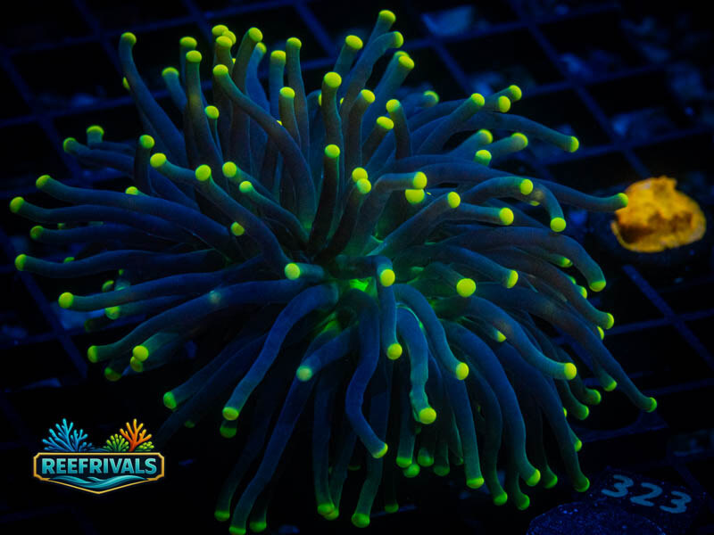 PWC Lemon Drop Torch (2 Heads) coral image from ReefRivals, listed as Euphyllia glabrescens and Torches