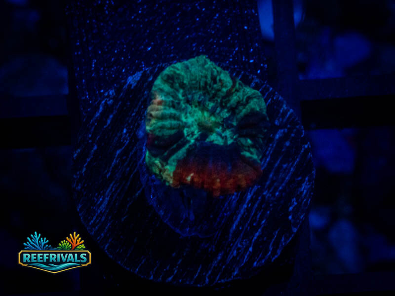 RVL Lava Rim Favia coral image from ReefRivals, listed as Favia sp. and Favias