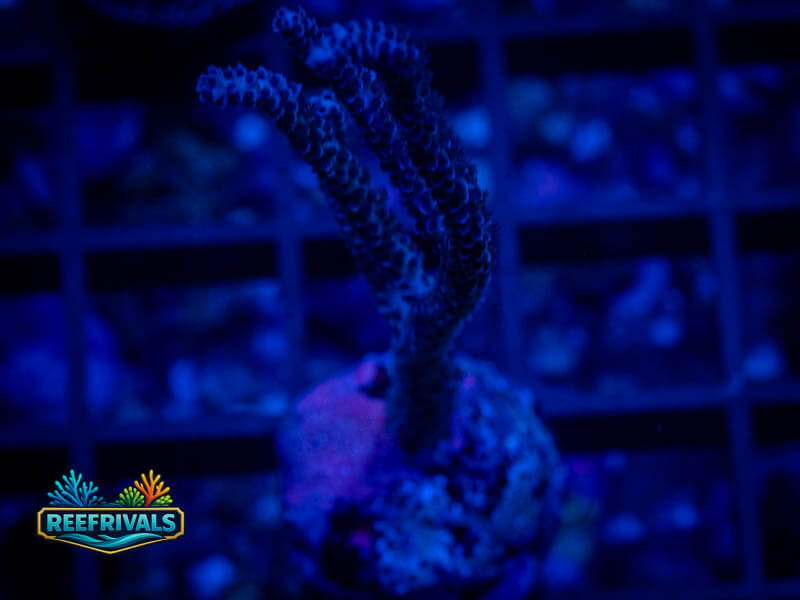 CF Black Candelabra Gorgonia coral image from ReefRivals, listed as Gorgonia sp. and SPS Branching