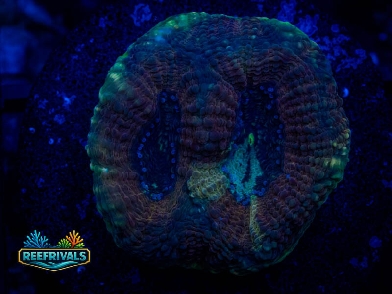 RVL Riptide Acan Echinata WYSIWYG coral image | ReefRivals RVL Riptide Acan Echinata coral image from ReefRivals, listed as Micromussa sp. and Acans