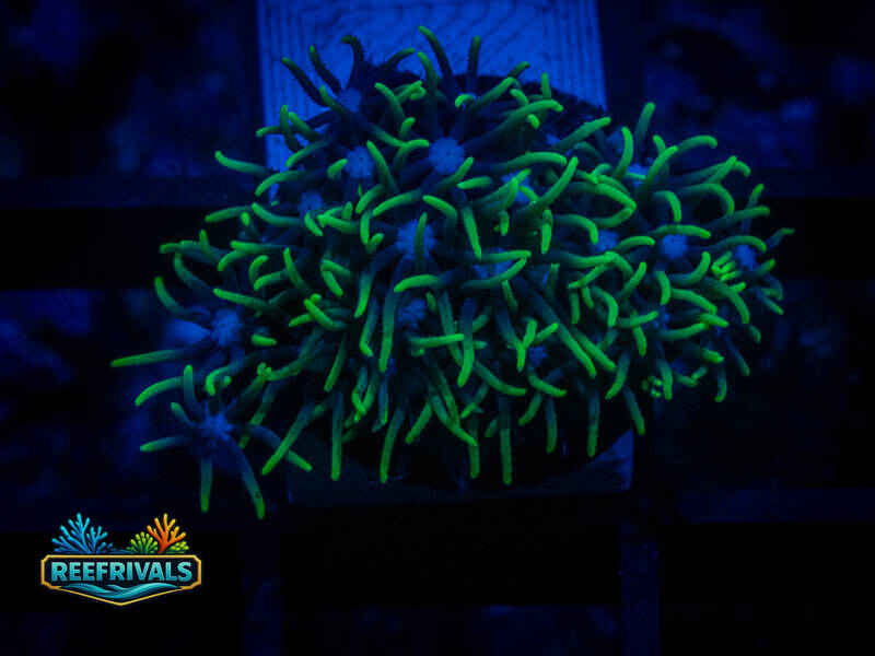 Green Star Polyp coral image from ReefRivals, listed as Briareum sp. and Soft Coral