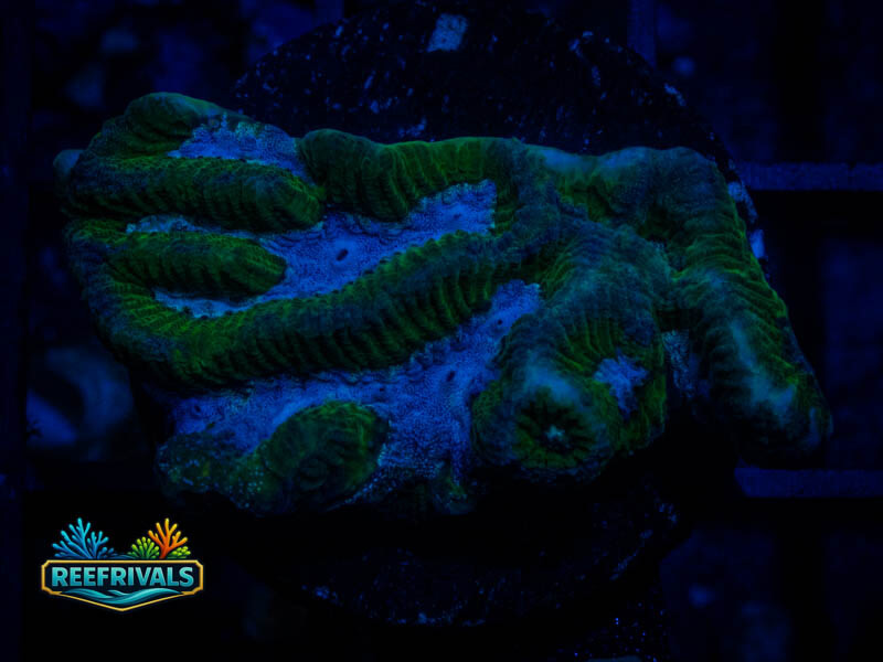 RS Pink Valley Maze Platygyra coral image from ReefRivals, listed as Platygyra sp. and Encrusting