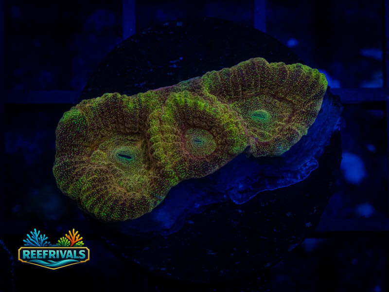 RVL Sahara Desert Favia WYSIWYG coral image | ReefRivals RVL Sahara Desert Favia coral image from ReefRivals, listed as Favia sp. and Favias