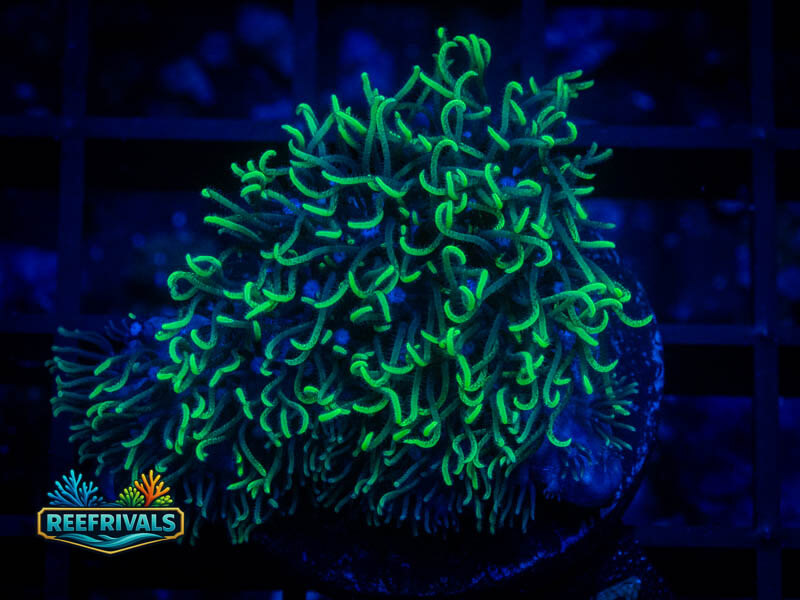 Green Star Polyp coral image from ReefRivals, listed as Briareum sp. and Soft Coral
