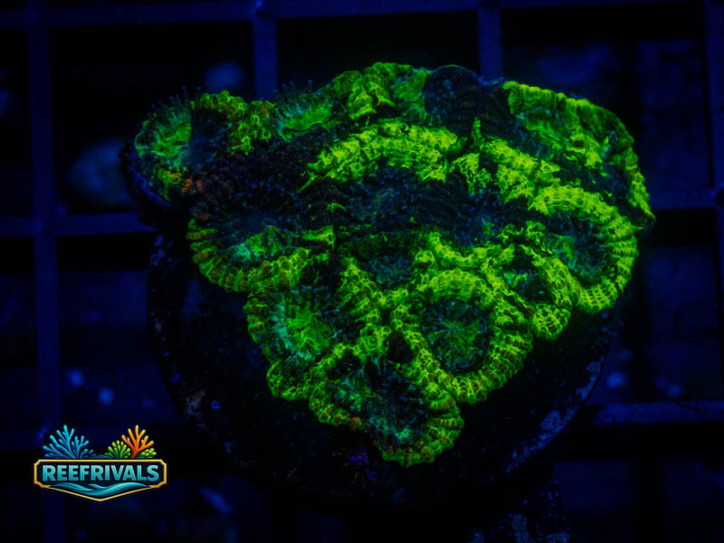 TSA Antivenom Favia WYSIWYG coral image | ReefRivals TSA Antivenom Favia coral image from ReefRivals, listed as Favia sp. and Favias