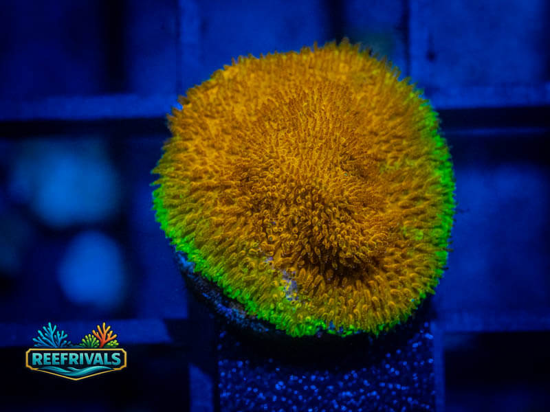 TG Watermelon Psammocora coral image from ReefRivals, listed as Psammocora sp. and Encrusting