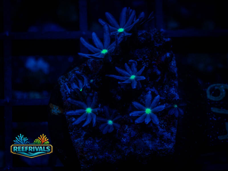FC Jasmine Clove Polyps coral image from ReefRivals, listed as Clavularia sp. and Soft Coral