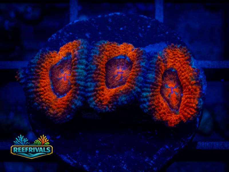 RVL Spiderman Acan coral image from ReefRivals, listed as Micromussa sp. and Acans