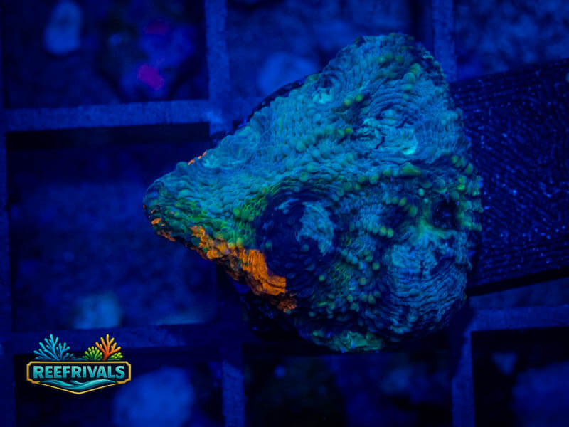 UC Ultra Rainbow Echinata coral image from ReefRivals, listed as Micromussa sp. and Acans