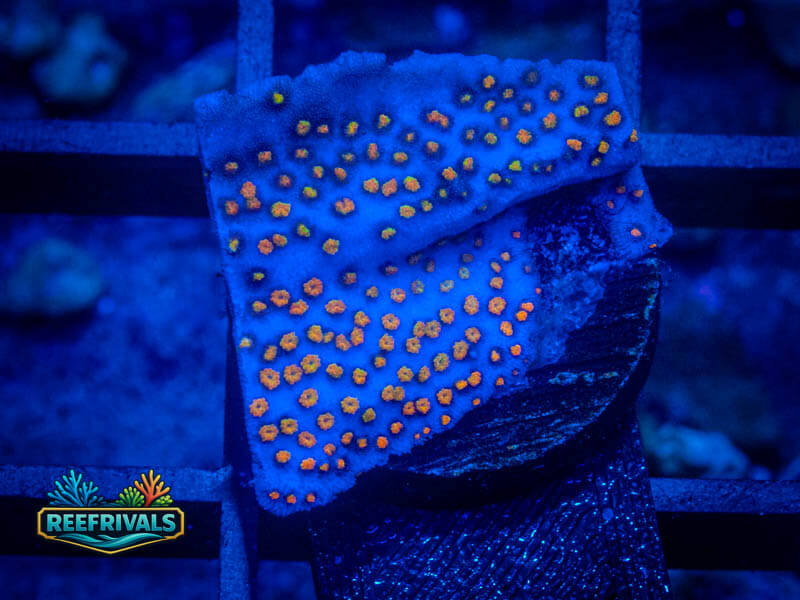 ECC Confused Rainbow Cyphastrea coral image from ReefRivals, listed as Cyphastrea sp. and Encrusting