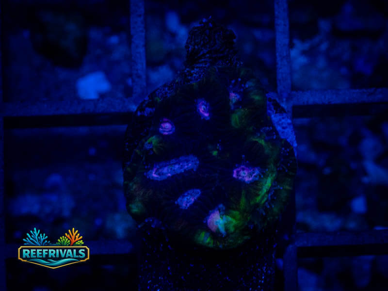 RVL Prince Favia coral image from ReefRivals, listed as Favia sp. and Favias