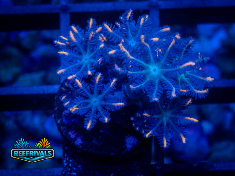 WWC Fireworks Clove Polyps coral image from ReefRivals, listed as Clavularia sp. and Soft Coral