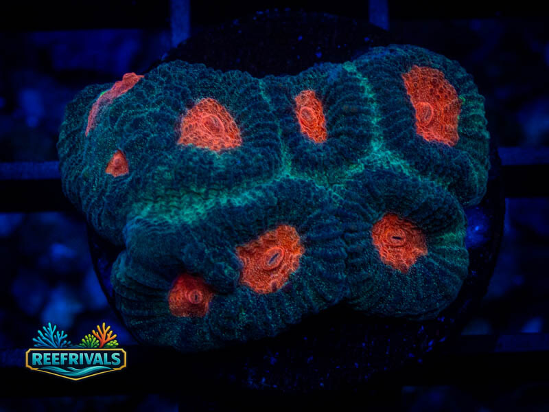 TG Demon Eyes Favia coral image from ReefRivals, listed as Favia sp. and Favias