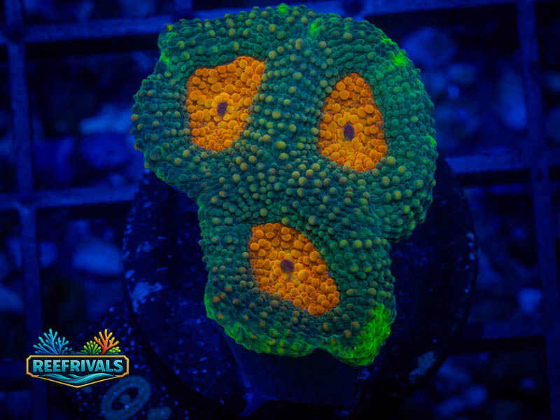 UC Flaming Crest Acan Echinata WYSIWYG coral image | ReefRivals UC Flaming Crest Acan Echinata coral image from ReefRivals, listed as Micromussa sp. and Acans