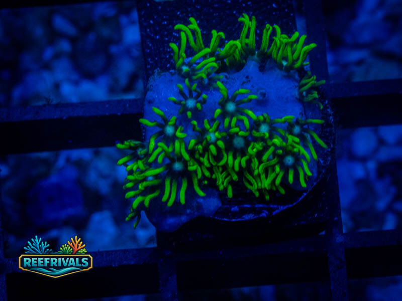 Green Star Polyp WYSIWYG coral image | ReefRivals Green Star Polyp coral image from ReefRivals, listed as Briareum sp. and Soft Coral