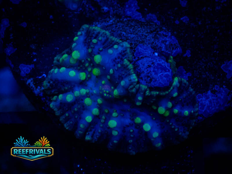 RVL Yellow Oxide Mushroom coral image from ReefRivals, listed as Discosoma spp. and Mushrooms