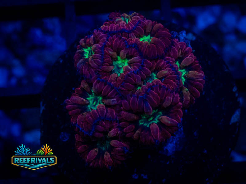 RVL Bouncing Betty Blasto coral image from ReefRivals, listed as Blastomussa sp. and LPS Fleshy