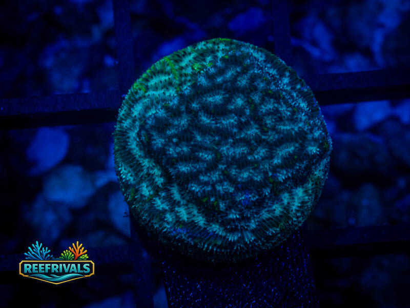 WWC Mr. Freeze Lepto coral image from ReefRivals, listed as Leptoseris sp. and Encrusting
