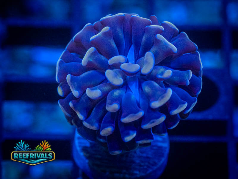 Peach Branching Hammer coral image from ReefRivals, listed as Fimbriaphyllia ancora and Hammers