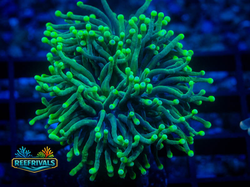 RS Hellfire Torch coral image from ReefRivals, listed as Euphyllia glabrescens and Torches