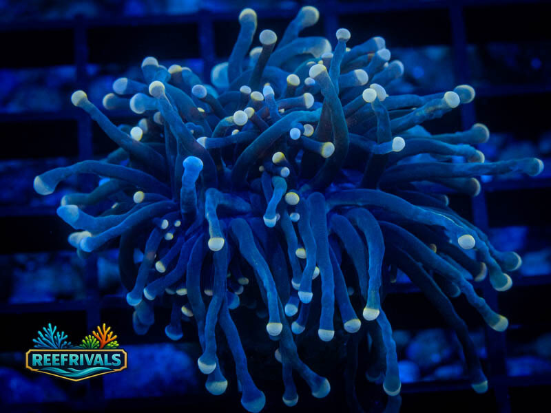 TSA Malaysian Miami Torch coral image from ReefRivals, listed as Euphyllia glabrescens and Torches
