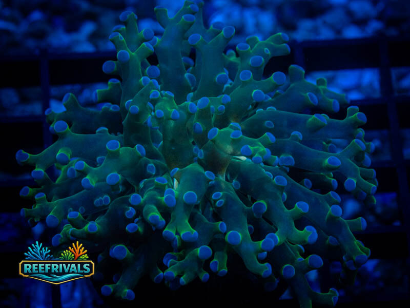 TSA Teal Tipped Frogspawn coral image from ReefRivals, listed as Fimbriaphyllia divisa and Frogspawn