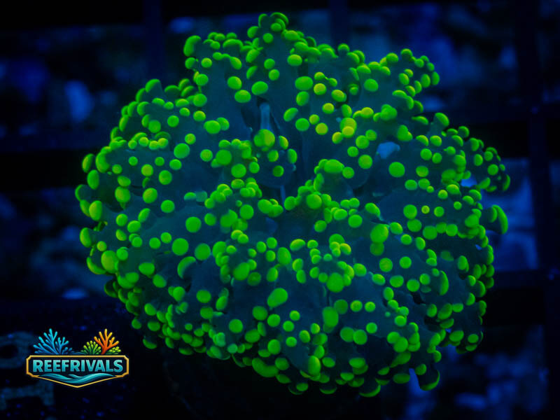 HML Kryptonite Octospawn coral image from ReefRivals, listed as Fimbriaphyllia paraancora and LPS Branching