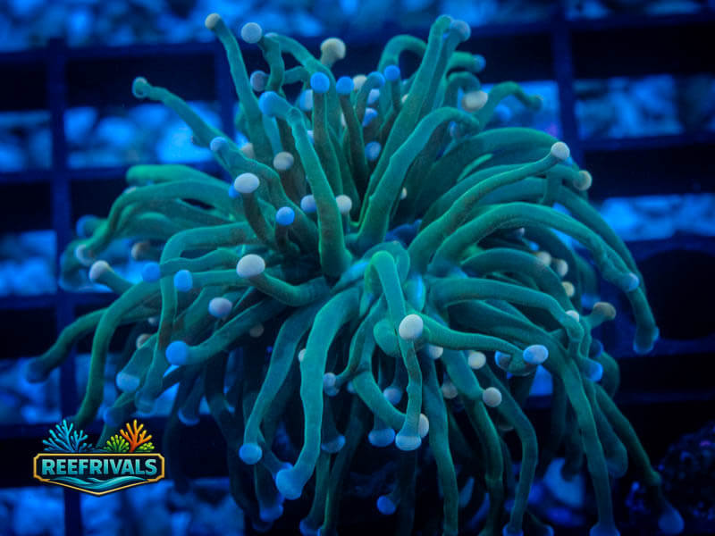 TSA Cotton Candy Torch WYSIWYG coral image | ReefRivals TSA Cotton Candy Torch coral image from ReefRivals, listed as Euphyllia glabrescens and Torches