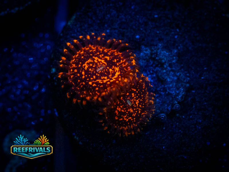 ECC Nightmare 2.0 Zoa WYSIWYG coral image | ReefRivals ECC Nightmare 2.0 Zoa coral image from ReefRivals, listed as Zoanthus sp. and Zoas