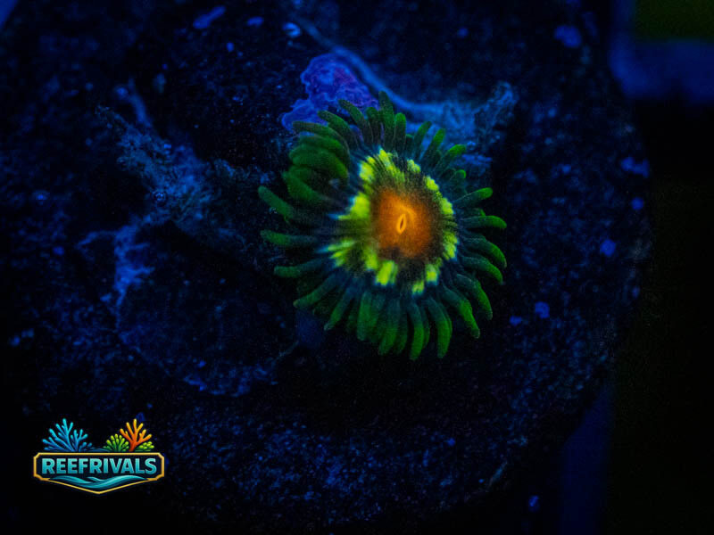 TSA Daisy Cutter Zoa coral image from ReefRivals, listed as Zoanthus sp. and Zoas