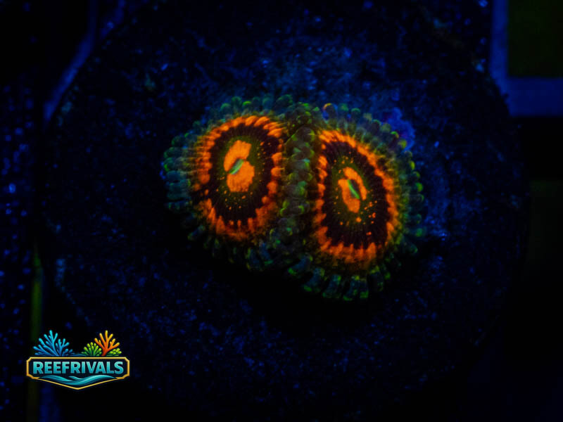 TSA Rainbow Incinerator Zoa coral image from ReefRivals, listed as Zoanthus sp. and Zoas