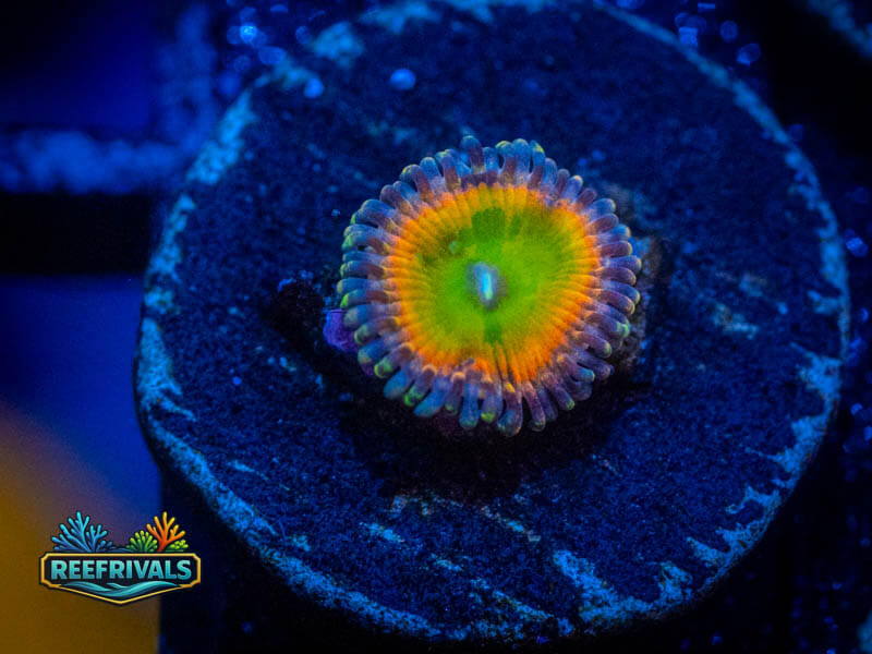 WWC Space Juice Zoa coral image from ReefRivals, listed as Zoanthus sp. and Zoas
