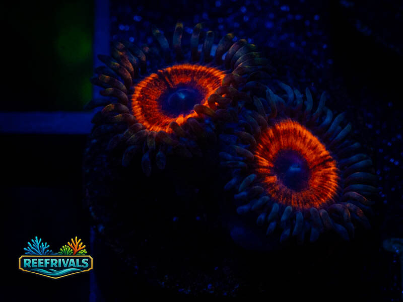 TG Devil's Armor Zoa WYSIWYG coral image | ReefRivals TG Devil's Armor Zoa coral image from ReefRivals, listed as Zoanthus sp. and Zoas