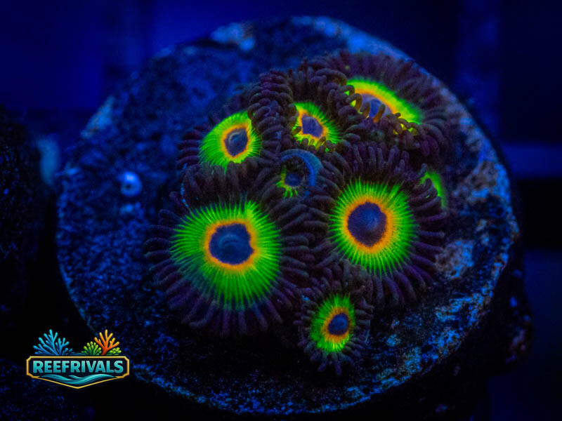 TSA Island Time WYSIWYG coral image | ReefRivals TSA Island Time coral image from ReefRivals, listed as Zoanthus sp. and Zoas
