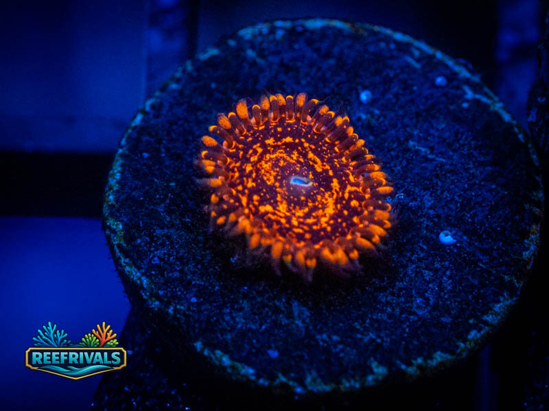 ECC Nightmare 2.0 Zoa coral image from ReefRivals, listed as Zoanthus sp. and Zoas