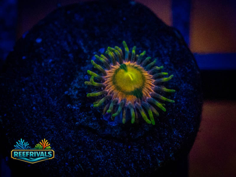 TSA Hydra Lady Dragon Zao WYSIWYG coral image | ReefRivals TSA Hydra Lady Dragon Zao coral image from ReefRivals, listed as Zoanthus sp. and Zoas