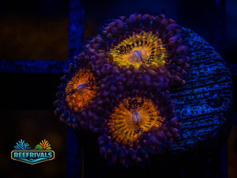 TSA Pandora Zoa coral image from ReefRivals, listed as Zoanthus sp. and Zoas