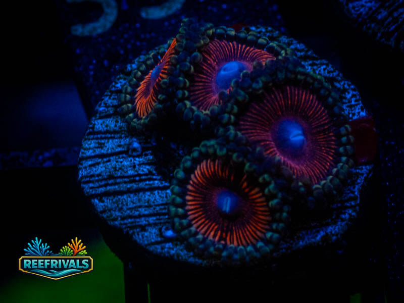 TSA God of War Zoa coral image from ReefRivals, listed as Zoanthus sp. and Zoas