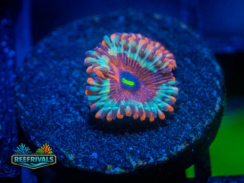 QCC Salted Agave Zoa WYSIWYG coral image | ReefRivals QCC Salted Agave Zoa coral image from ReefRivals, listed as Zoanthus sp. and Zoas
