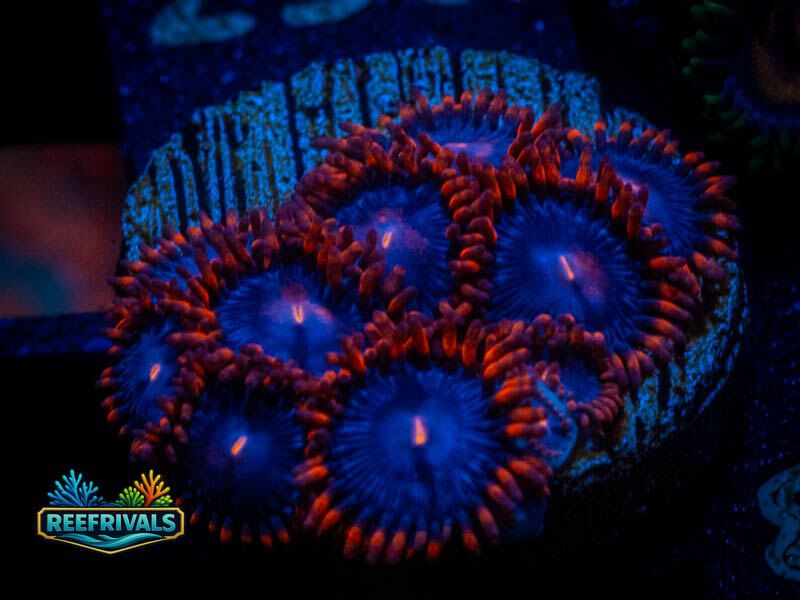 TSA My Clemente Zoa coral image from ReefRivals, listed as Zoanthus sp. and Zoas